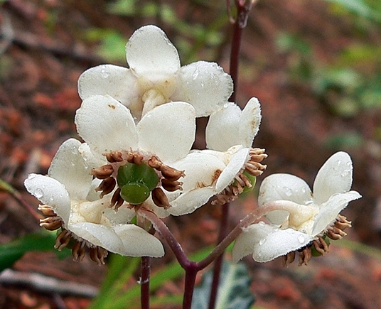 {Chimaphila maculata}